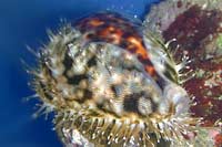 Cyprea tigris aquarium
