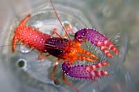Enoplometopus daumi