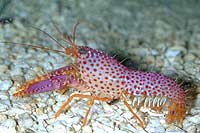 Enoplometopus debelius
