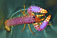 homard debelius