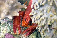 Enometoplus occidentalis