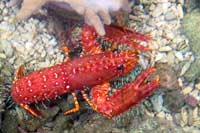 Enometoplus aquarium