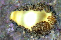 Erosaria moneta