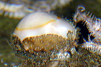 Erosaria anulus