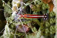 Crevette marine