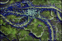 Ophiomastrix janualis
