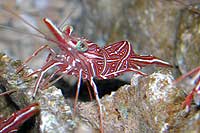 Rhynocinetes durbanensis