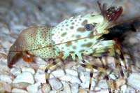 Saron inermius