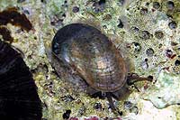 Stomatella