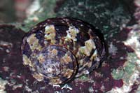 Turbo setosus