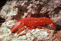 Alpheus armatus