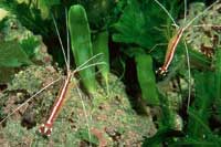 lysmata amboinensis