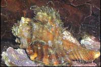 Cymatium