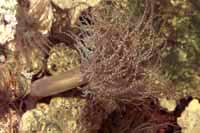 Bartholomea annulata