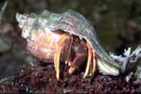 Calcinus détritivore