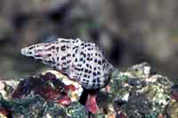 Cerithium