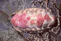 Chiton