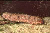 Concombre de mer