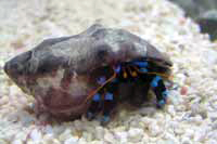 détritivores