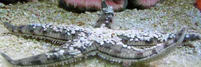 détritivores