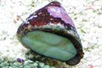 Astrea caraibe