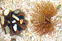 Mespilia