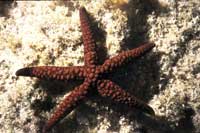 Nardoa galatheae