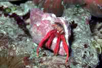 Paguriste cadenati