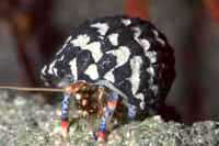 paguriste tricolor
