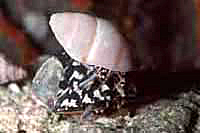 Clibanarius tricolor