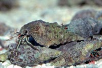 Clibanarius caraibensis