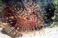 Sabellastarta magnifica