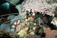 Stenopus hispidus