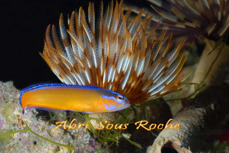 Pseudochromis aldabraensis1 asr