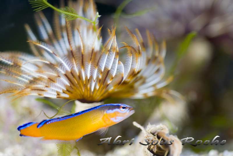 Pseudochromis aldabraensis 2 ASR
