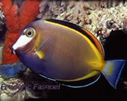Acanthurus-japonicus