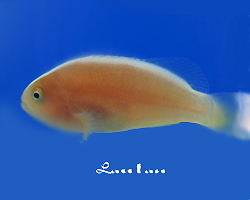 Amphiprion sandaracinos élevage Français