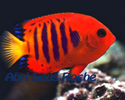Centropyge loriculus
