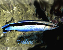 Labroides-dimidiatus
