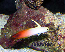 Nemateleotris magnifica