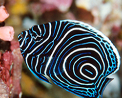 Pomacanthus imperator