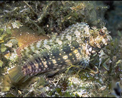 Salarias-fasciatus