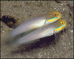 Valenciennea-strigata