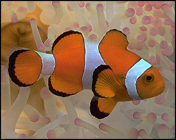 Amphuprion ocellaris sauvage