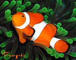 amphiprion-ocellaris