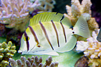 Acanthurus triostegus