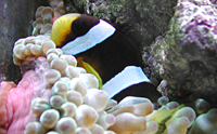 Amphiprion clarkii