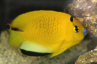 Aplolemichthys-Trimaculatus