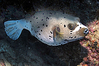 Arothron nigropunctatus 