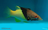 Bodianus methorax